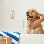 how to bathe a Golden Retriever after the beach